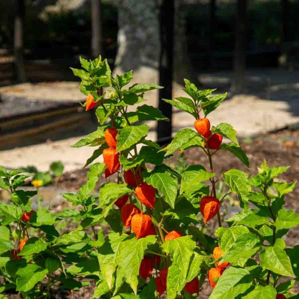 Fleurs - Physalis Lanterne Chinoise - face recto
